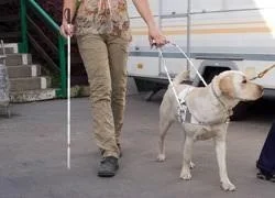 Man met een taststok die wordt geleid door een blindengeleidehond in een tuigje.